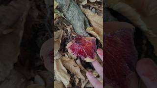 Funghi commestibili lingua di bue  Fistulina hepatica  il fungo che sanguina [upl. by Cally]