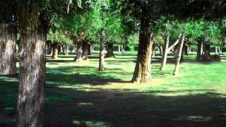 Green Screen Background Footage  Forest Meadow HD [upl. by Aihsenet]