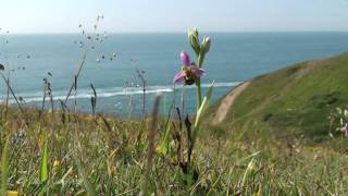 Bee Orchids on Dorset Coast [upl. by Tanaka]