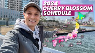 Japan’s 2024 Cherry Blossom Schedule Released Sakura late this year [upl. by Asirrak676]