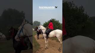 Rare sight Stallion friends white and black stallions marwarihorse nukrahorses [upl. by Maloy235]