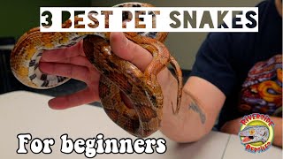 BEST PET SNAKES FOR BEGINNERS  EP1 TOP 3 [upl. by Anaylil]