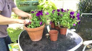 PLANTING UPRIGHT PETUNIAS IN POTS [upl. by Joseph]