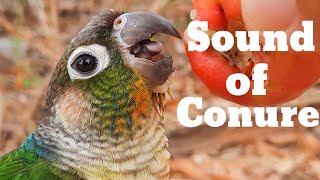 sound of conure  green cheek conure parrot bird singing in the forest [upl. by Notaek946]