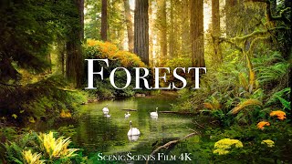 Forest In 4K  The Healing Power Of Nature Sounds  Forest Sounds  Scenic Relaxation Film [upl. by Block]