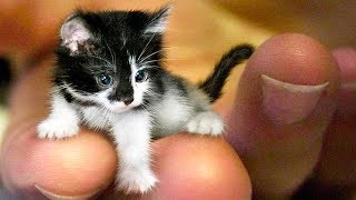 The SMALLEST CATS In The World 🐱 [upl. by Enelrihs]