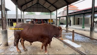 DIGEMPUR PMK KEMBALI‼️SAPI TIDAK LAKU BAWA PULANG LAGI🔥 sapi pmk hargamurah [upl. by Buford]