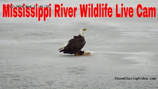 🔴 LIVE Mississippi River Wildlife Camera Brainerd MN [upl. by Kerrin]