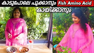 മീൻ വെസ്റ്റിൽ നിന്നും കൃഷി കിടിലൻ ആക്കാം  How to make Fish Amino Acid in Malayalam [upl. by Dorr]