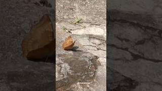 Butterfly common baronEuthalia aconthea  तितली 🦋beautiful nature srilanka shorts yt [upl. by Bart]