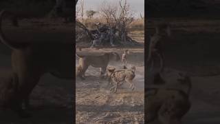 Lioness Defends Her Cub Against a Pack of Wild Dogs [upl. by Enetsirk]