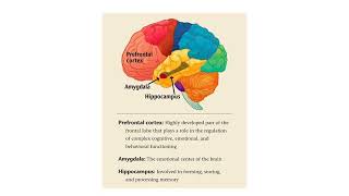 Raine et al 1997 Brain Abnormalities in Murderers Indicated by Positron Emission A2 Psychology [upl. by Dittman486]