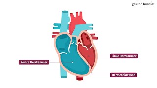 Wie funktioniert das Herz [upl. by Winnie877]