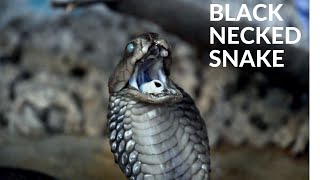 Black necked snake 🇧🇩🇮🇳 काली गर्दन वाला सांप [upl. by Anele]