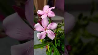 Oleander flower white pink youtubeshorts viralvideo trending flowers nature plzsubscribe [upl. by Kleeman113]