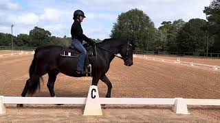 Gerlinde Beckers riding Roscommon Fagan [upl. by Calvano526]