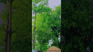 Barish ki majaa  New Bewafai barish ringtone 🥰 barish love vala ringtone love barish [upl. by Philo]