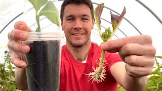 IT WORKED Use this 3 cup system for rooting hydrangea cuttings  Plant Propagation Experiment [upl. by Adierf]