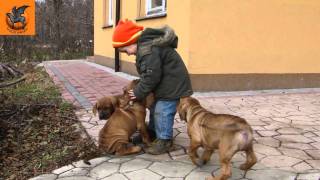 Tosa Inu Puppies  8 weeks old [upl. by Ahcropal630]