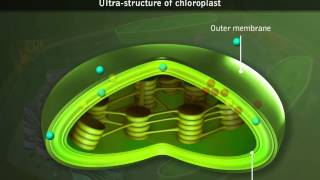 Chloroplasts  Structure [upl. by Zoeller]