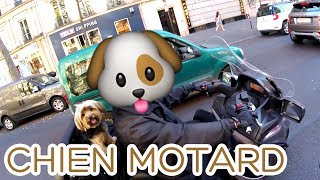 Ride Parisien 3  Un chien sur un scooter 🐶 [upl. by Biancha620]