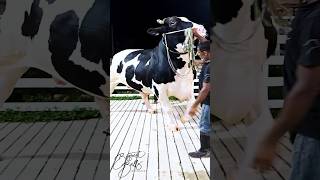 Holstein friesian bull with epic proportions at Brownies Ranch [upl. by Ihcas362]