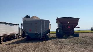 Harvesting Rice with Two Walkabout Mother Bins [upl. by Uhthna]