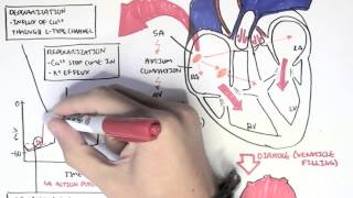 Cardiology  Relationship of conduction system ventricular contraction and ECG [upl. by Enneirda]