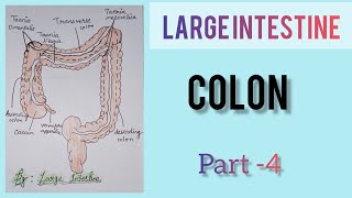 large intestine  colon  part 4 [upl. by Rickey]