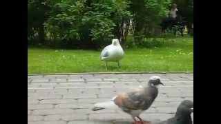 чайка съела воробья seagull vs sparrow [upl. by Ecineg373]