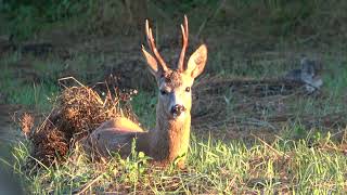 Polowanie na kozła rogacza Bock jagd Roebuck hunting GORLICE POLAND [upl. by Symer]