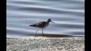 BIRDS of the Salton Sea [upl. by Ecyak]