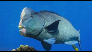 humphead parrotfish sounds [upl. by Gatian]