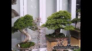 Bonsai market at the Green Club Part 6 Kokufu Bonsai Ten 2013 [upl. by Kassey]