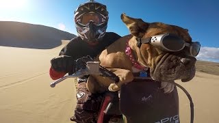 GoPro Lexus The Dirt Bike Dog [upl. by Anial669]