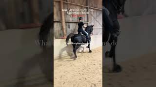 Saddleseat and Huntseat horse equestrian saddlebred saddleseat huntseat [upl. by Aiekahs]