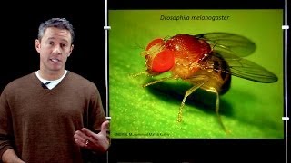 Online Developmental Biology Introduction to Drosophila [upl. by Wheeler752]