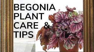 BEGONIA PLANT CARE How to Grow and Propagate Begonia Cuttings  Garden  Begonia Plants Care amp Tips [upl. by Rains]