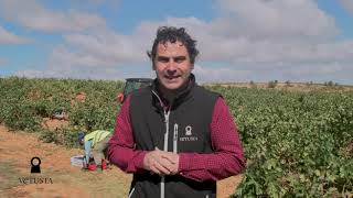 Cómo se vendimia los buenos vinos Ribera del Duero [upl. by Mcmaster]