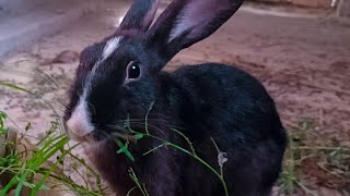 Three rabbits eating grass Rabbit video [upl. by Nevi]