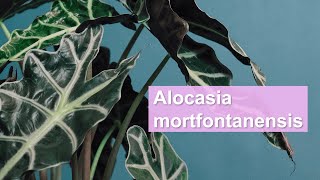 Happiness and purityAlocasia Mortfontanensis [upl. by Aggarwal489]