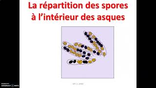 Le brassage génétique chez le champignon haploïde sordaria [upl. by Aihsas]