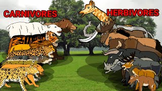 Carnivores Herbivores animation—all animation [upl. by Emelun]