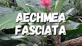 Aechmea Fasciata Tudo Sobre Essa Bromélia [upl. by Eirrahs962]