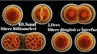 10 Sınıf Biyoloji hücre döngüsü ve interfaz [upl. by Auqeenahs]