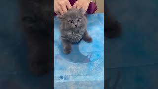 Cat meow shortvideo cat mycatchannel funny catchannel yourcat pets catschannel funnycats [upl. by Conah]