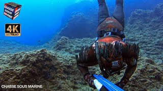 CHASSE SOUS MARINE Apnée Poulpe poisson Méditerranée pêche harpon peu de fond 2022 [upl. by Valentina]