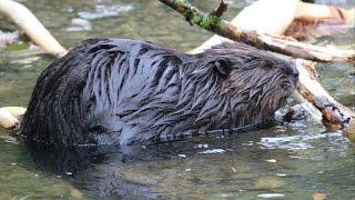 Canadeze bevers  Canadian beavers  GaiaZOO [upl. by Pease]