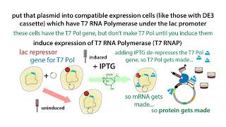 Inducible protein overexpression in bacteria with the T7 expression system [upl. by Berte462]