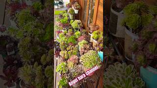 Aeonium marche plants angelharachannel plantita garden succulentjapangroup succulenteers [upl. by Kleeman]